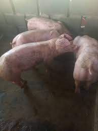 หมูขุน