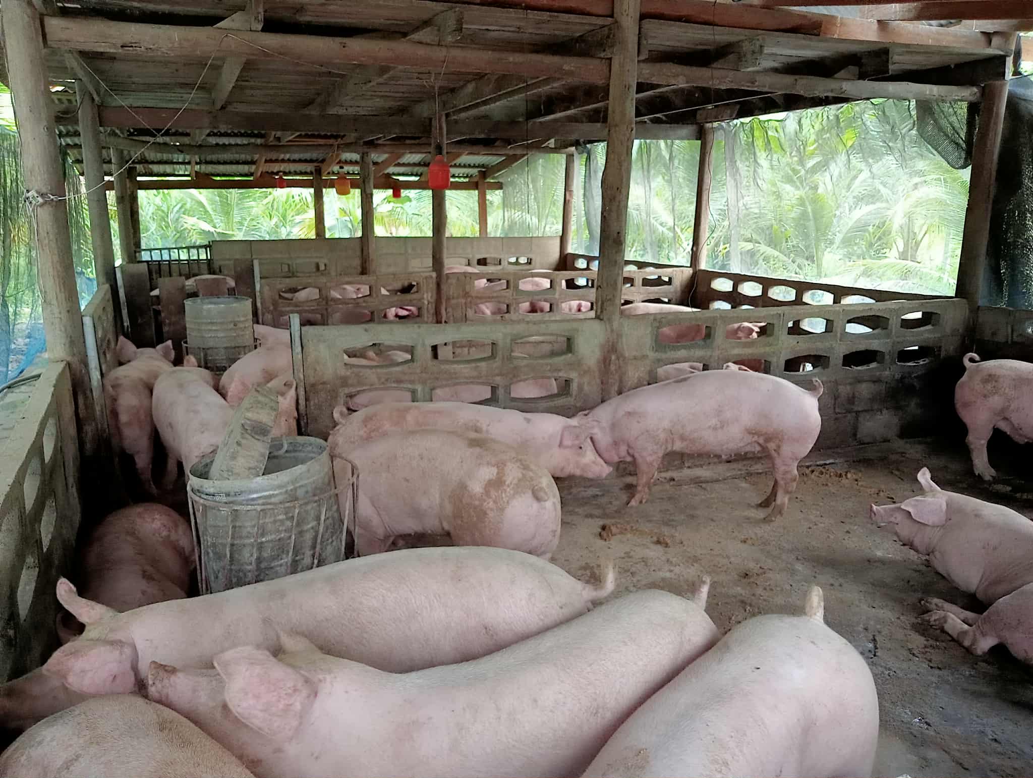 หมูขุน