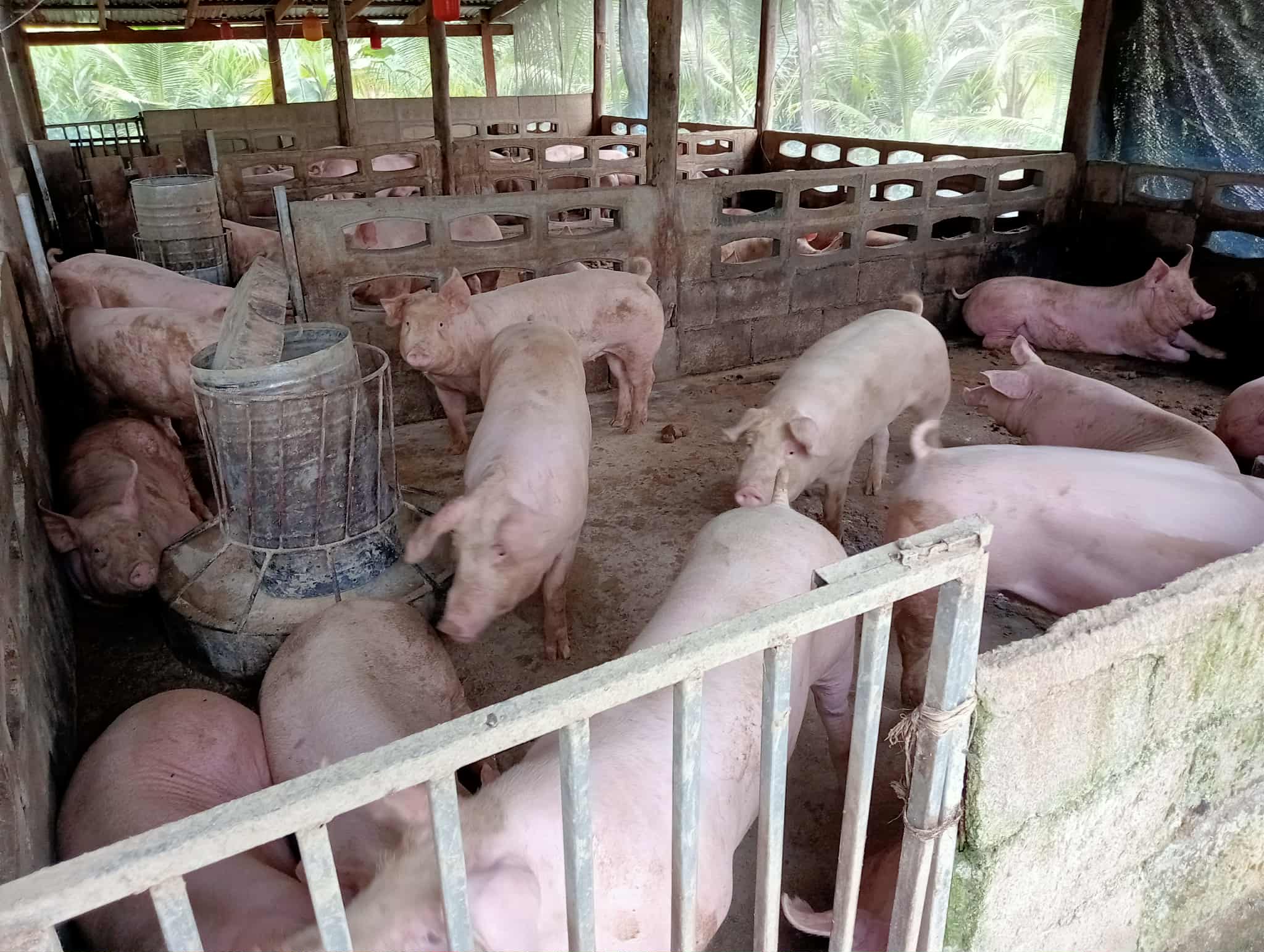หมูขุน