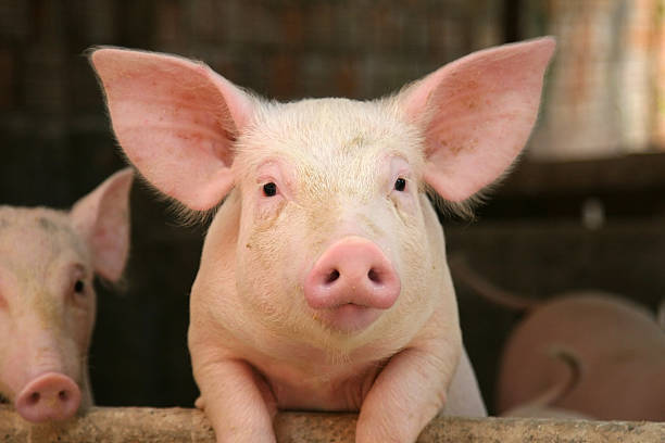 หมูขุนบุญเกิด