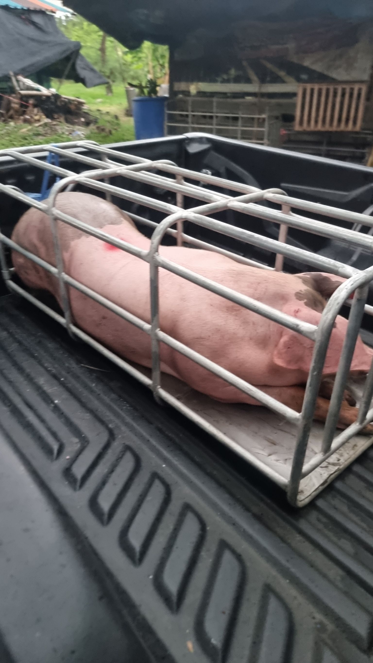 หมูขุน
